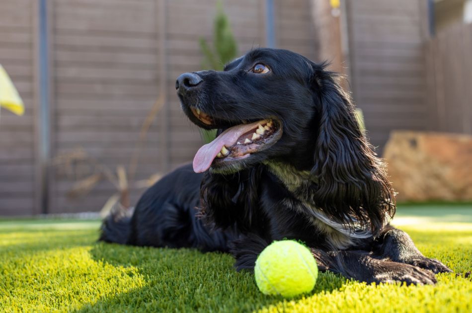 Why Pet-Loving Homeowners In Dallas Are Choosing Turf Over Grass