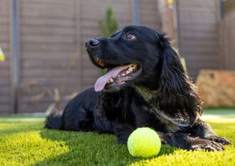 thumb of Why Pet-Loving Homeowners In Fort Worth Are Choosing Turf Over Grass